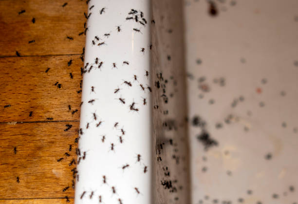 Trusted Newton, AL Pest Control Experts