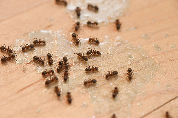 Best Pest Control for Restaurants  in Newton, AL