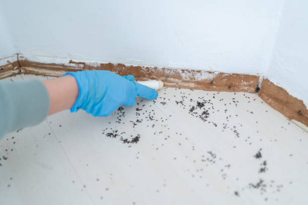 Best Flea Control Services  in Newton, AL